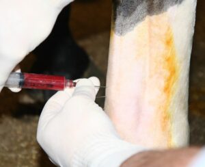 PRP injectie in pees paard