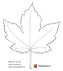 Gewone esdoorn (Acer pseudoplatanus L.) - bladvorm 3- Paardenarts.nl