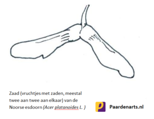 Noorse esdoorn (Acer platanoides L.) - zaad - Paardenarts.nl