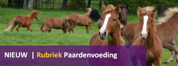 NIEUW - Rubriek Paardenvoeding op Paardenarts.nl header