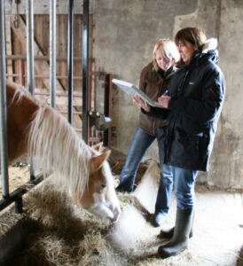 paardenarts-nl-paardenvoeding-vermageringsdieet-voermanagement-anneke-hallebeek
