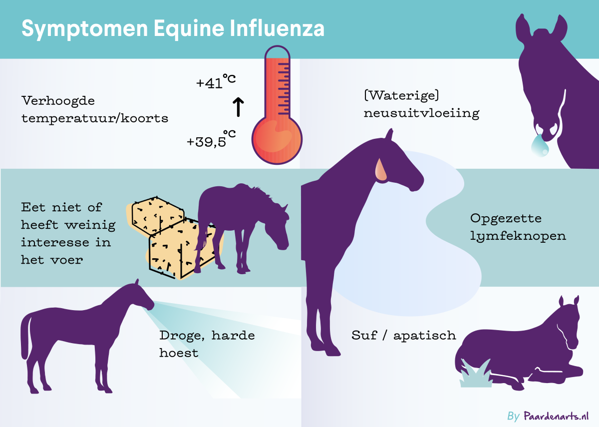 Paardenartsnl - symptomen Equine Influenza - Boehringer Ingelheim AH NL BV