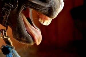 Paardenarts.nl - luchtwegproblemen paard astma hoest