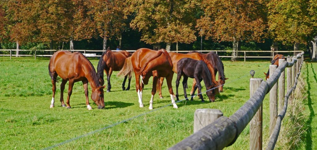 paardenarts.nl-paardenvoeding-ruwvoer voor alle paarden-paarden in weiland