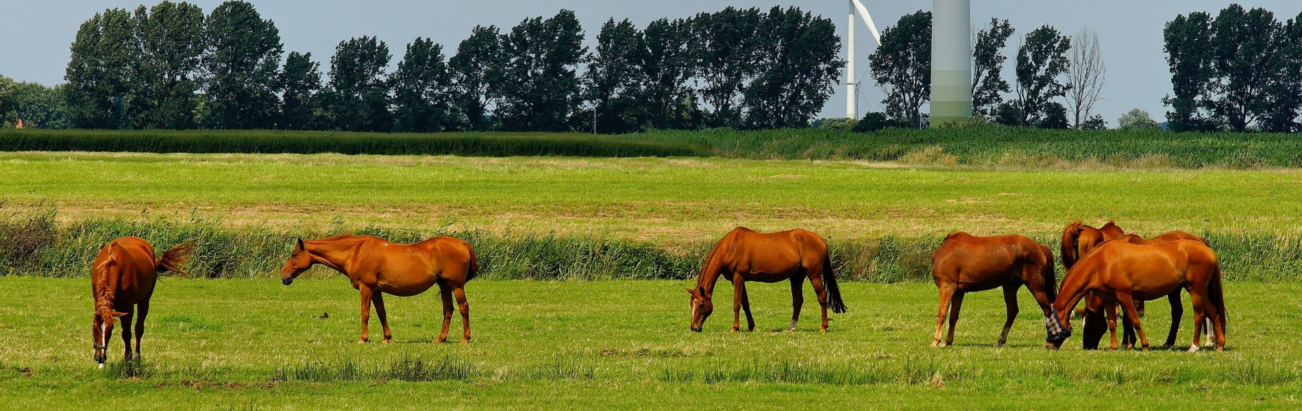 paardenarts.nl-paardenvoeding-ruwvoer voor alle paarden-paarden in weiland 2